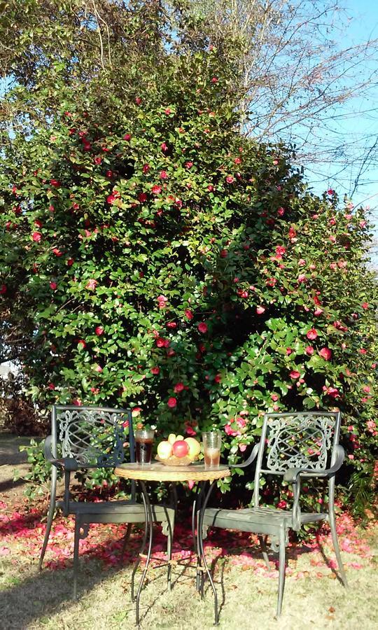 Fruits Of Vienna B&B Ngoại thất bức ảnh